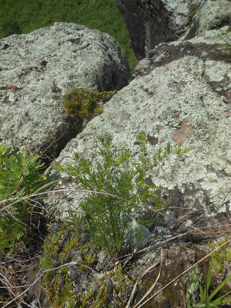 Artemisia macilenta