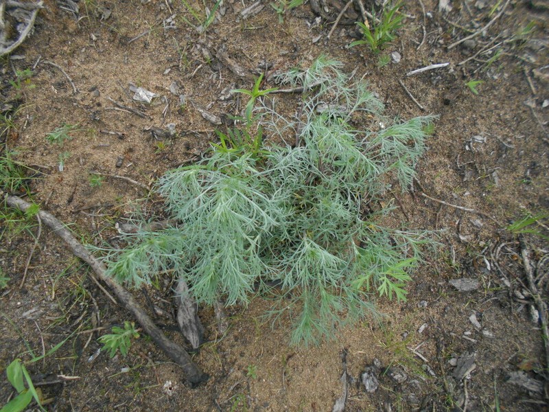 Artemisia macilenta photo 2