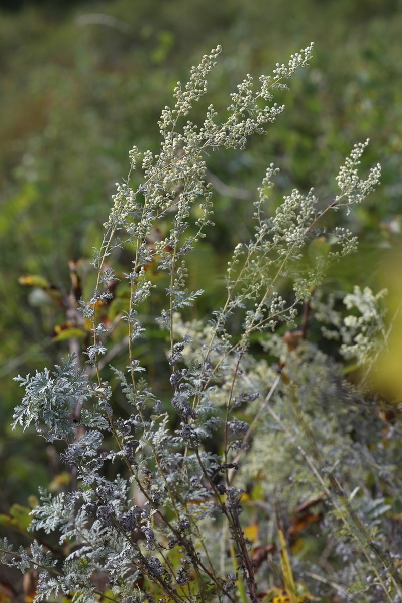 Artemisia macilenta photo 3