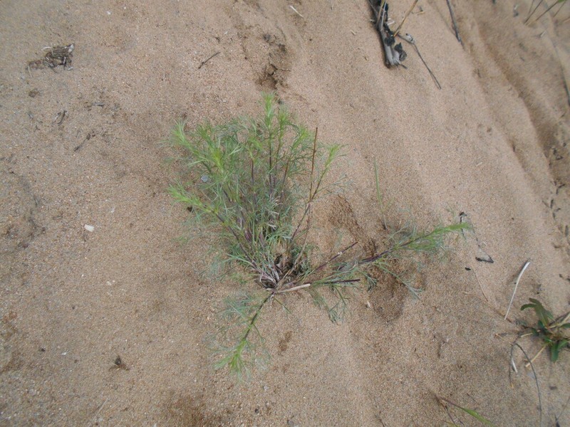 Artemisia macilenta photo 4