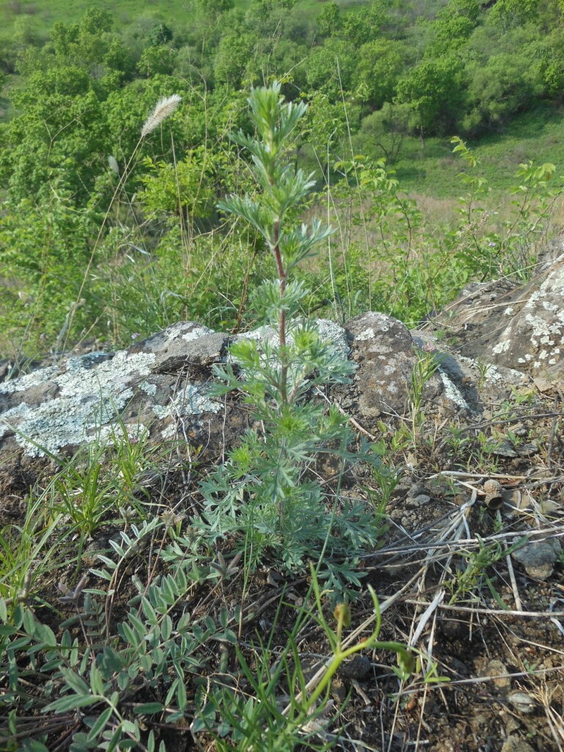 Artemisia macilenta photo 5