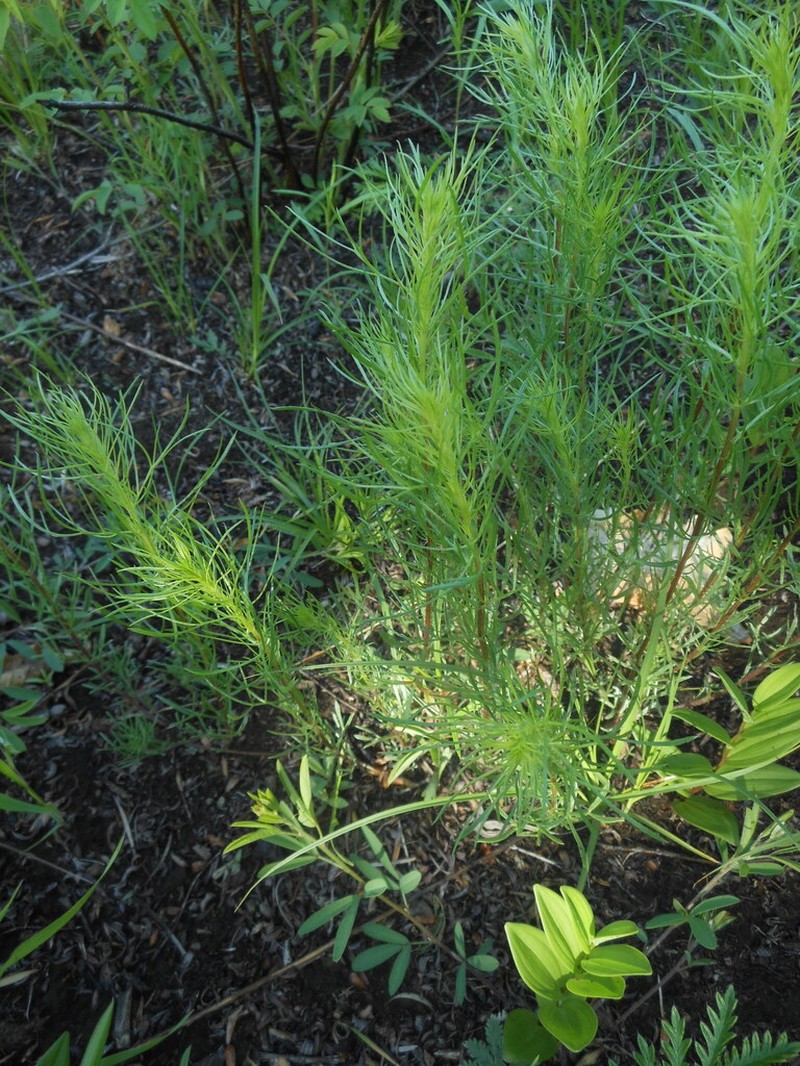 Artemisia macilenta photo 6