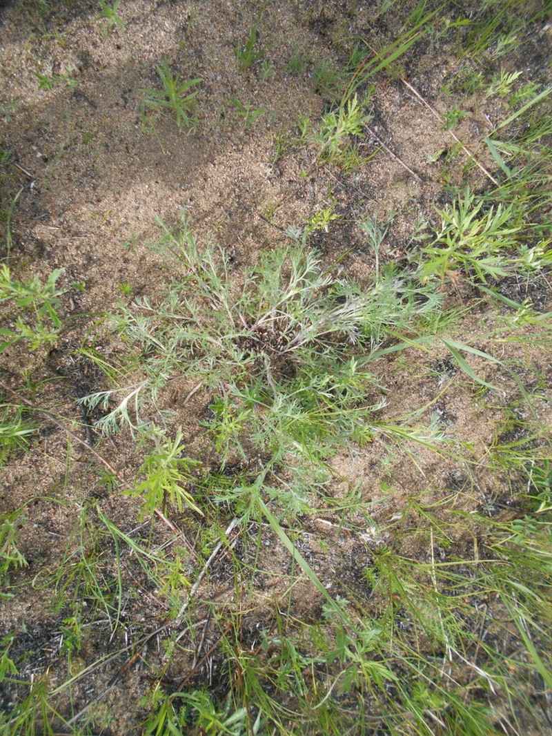Artemisia macilenta photo 7