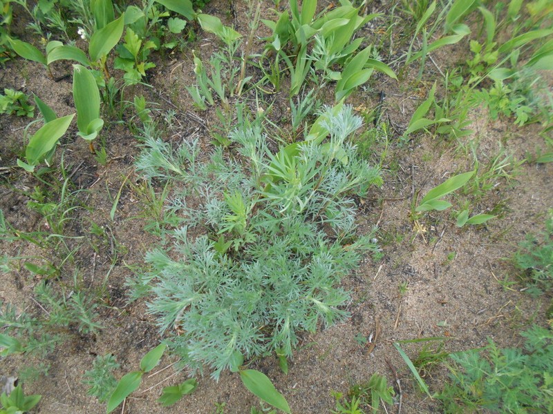 Artemisia macilenta photo 8