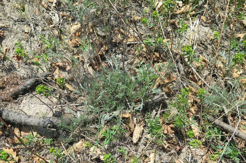 Artemisia macilenta photo 2