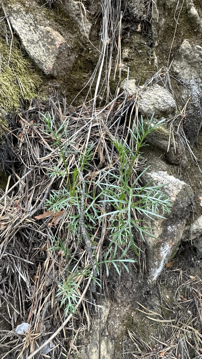 Artemisia macilenta photo 3