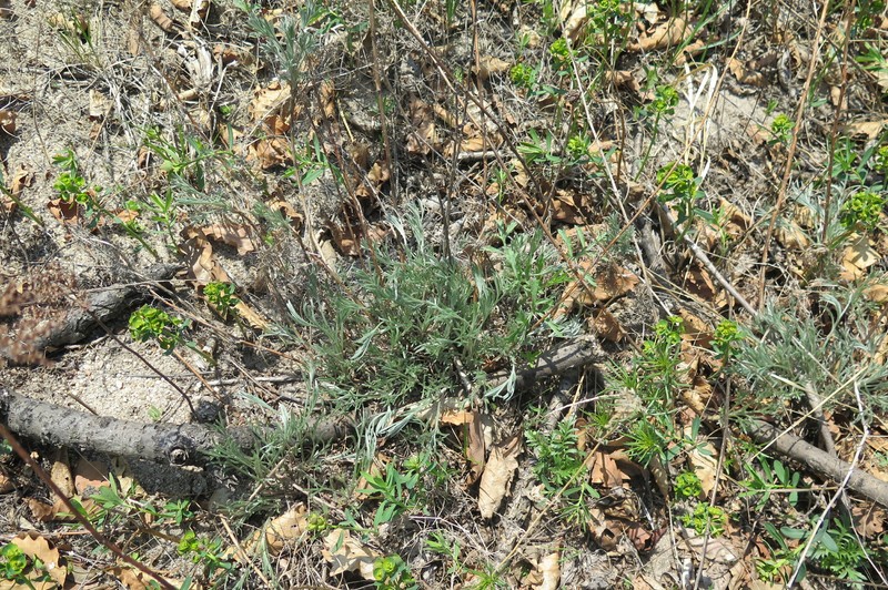 Artemisia macilenta photo 4