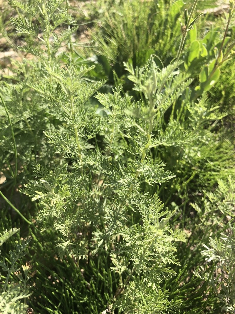 Artemisia macrantha photo 2