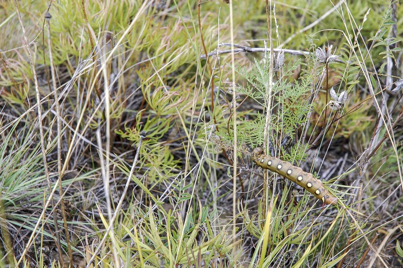 Artemisia macrantha photo 3