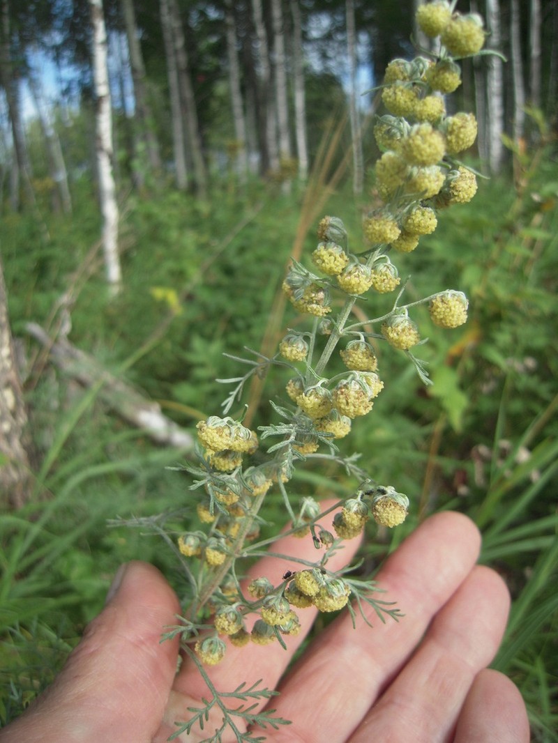 Artemisia macrantha photo 4