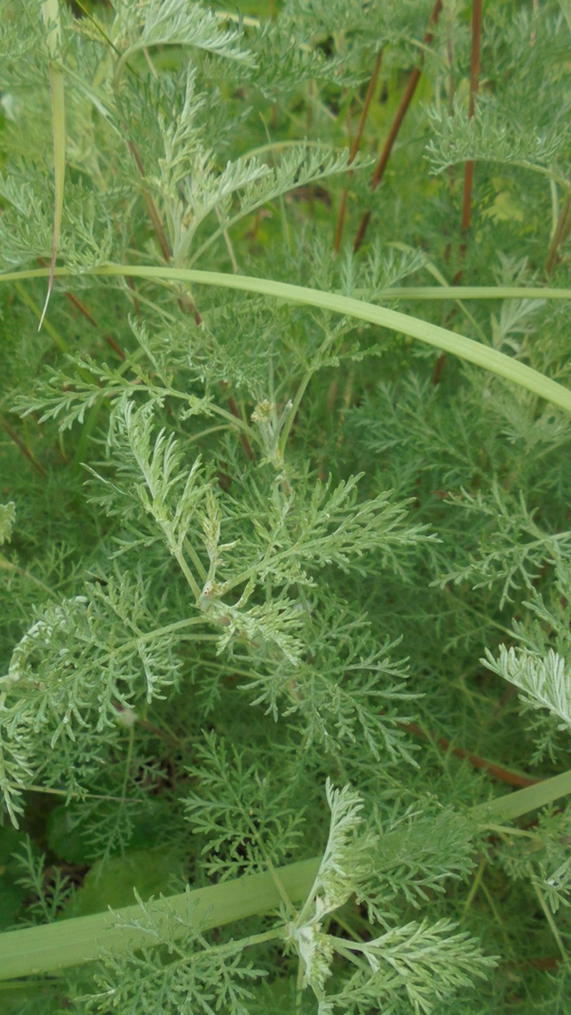 Artemisia macrantha photo 5