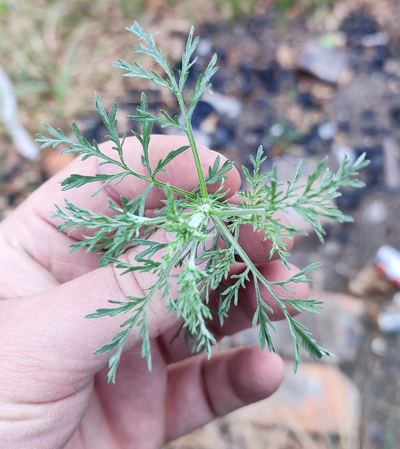 Artemisia macrantha photo 6