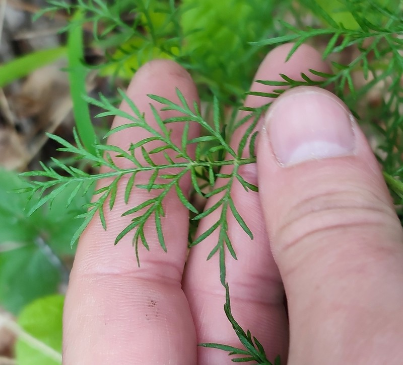 Artemisia macrantha photo 7
