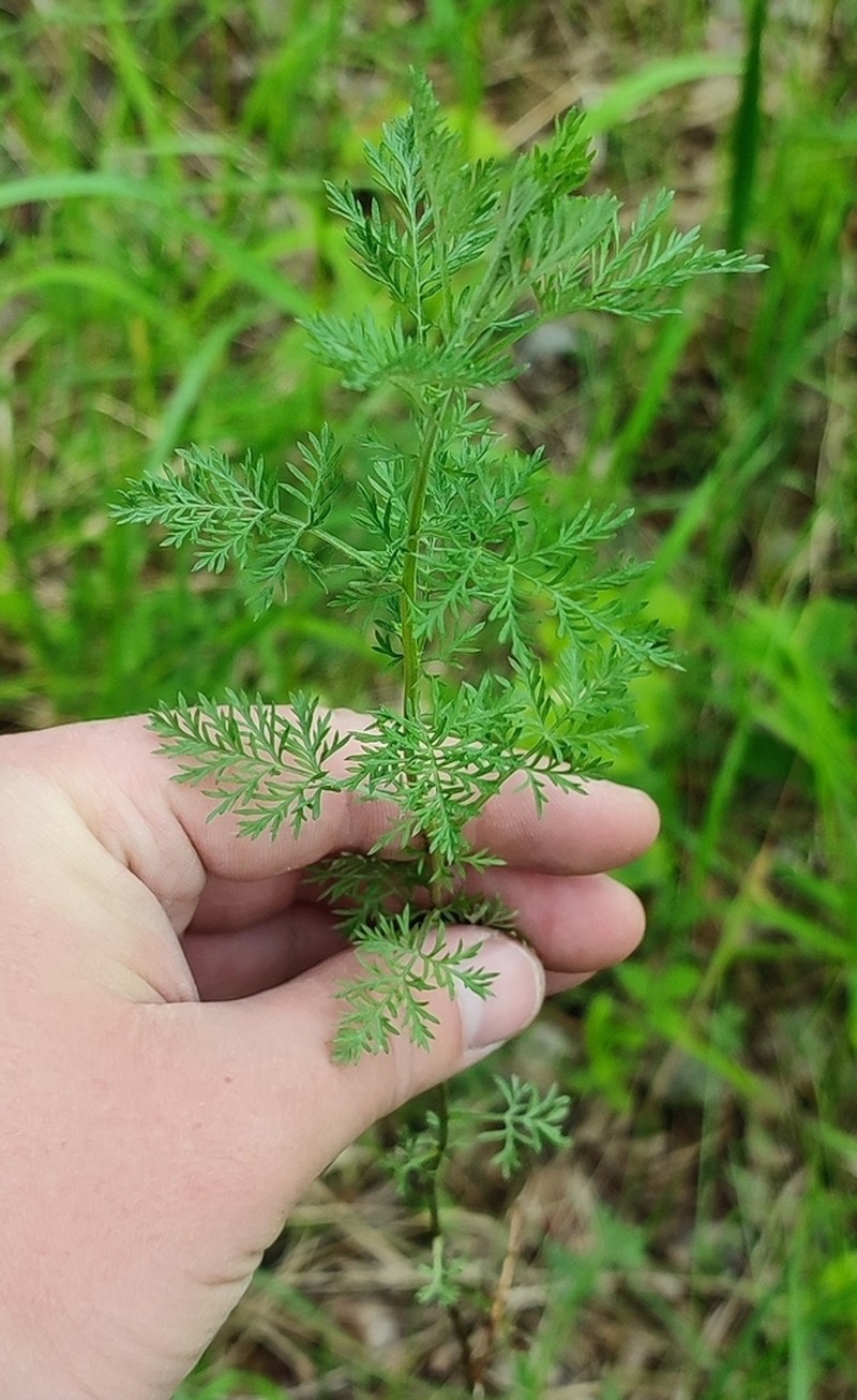 Artemisia macrantha photo 8