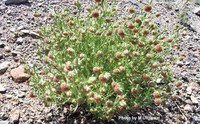Artemisia macrocephala
