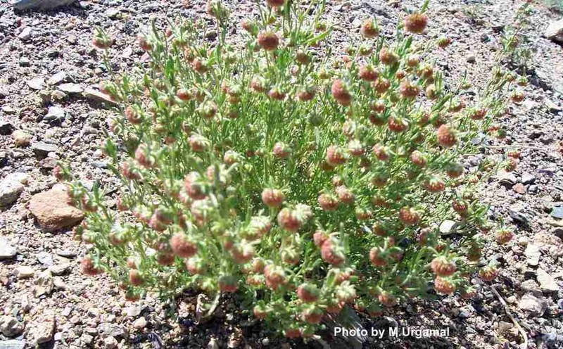 Artemisia macrocephala