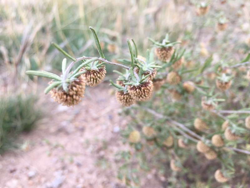 Artemisia macrocephala photo 2
