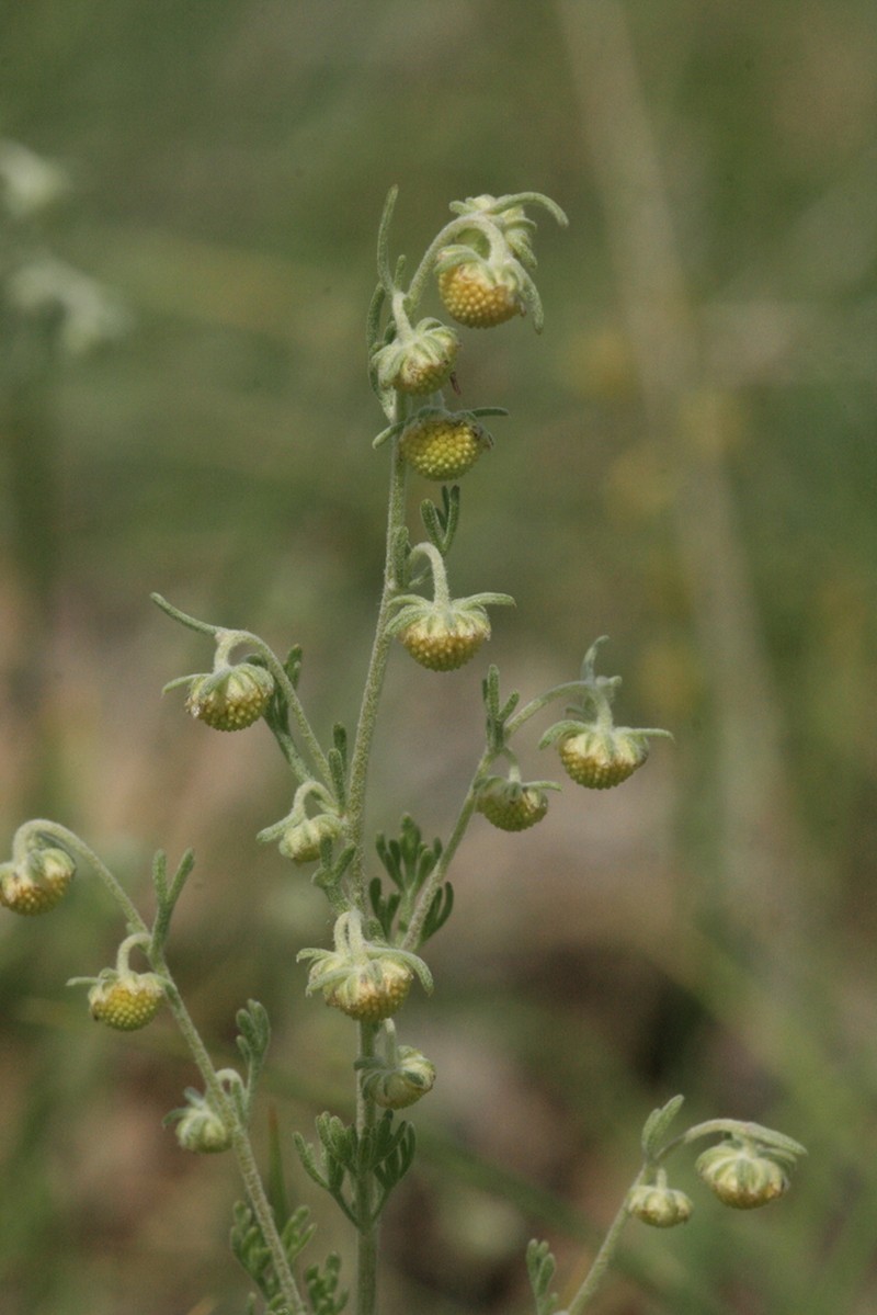 Artemisia macrocephala photo 3