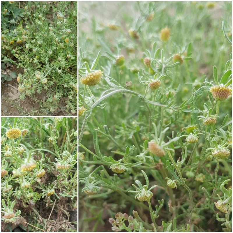 Artemisia macrocephala photo 4