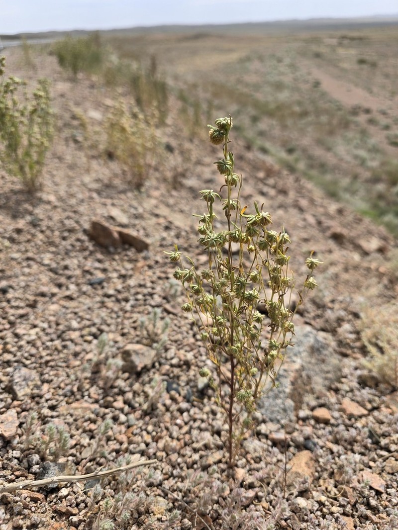 Artemisia macrocephala photo 5