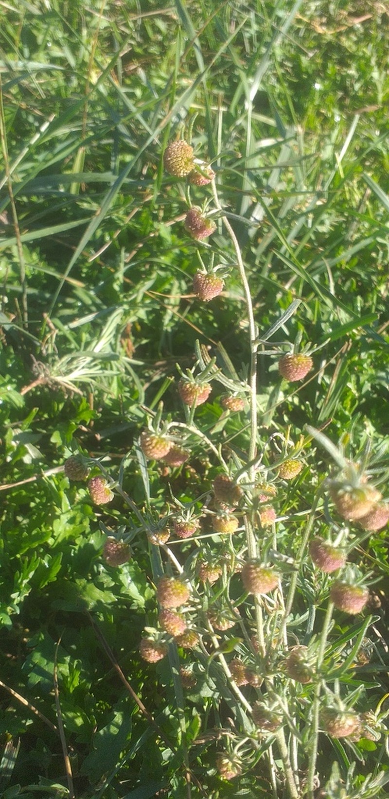Artemisia macrocephala photo 6