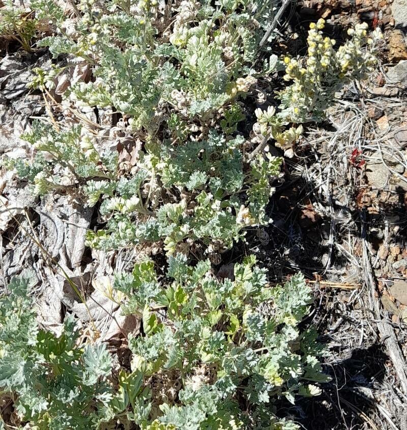 Artemisia magellanica photo 3
