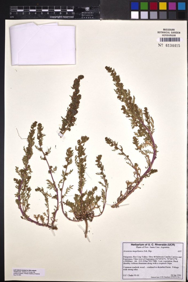 Artemisia magellanica photo 4