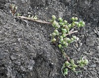 Artemisia magellanica
