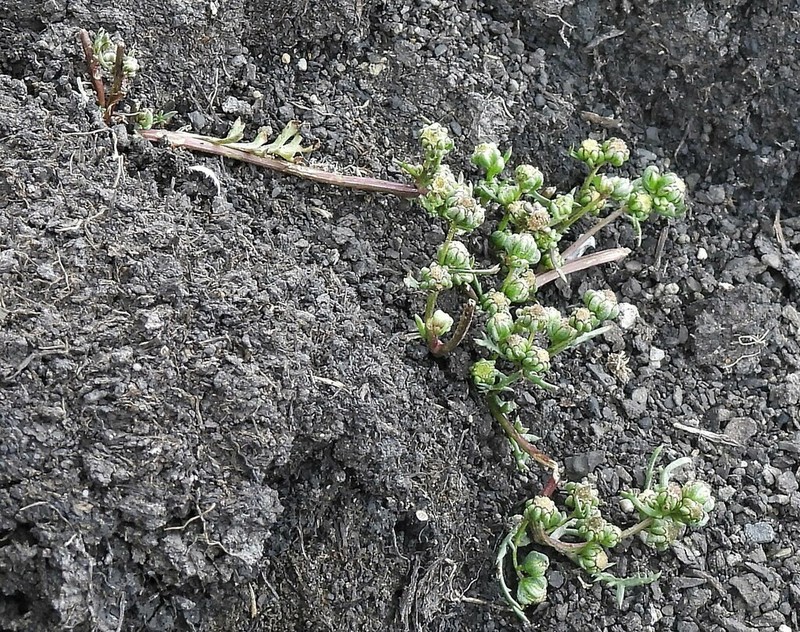 Artemisia magellanica