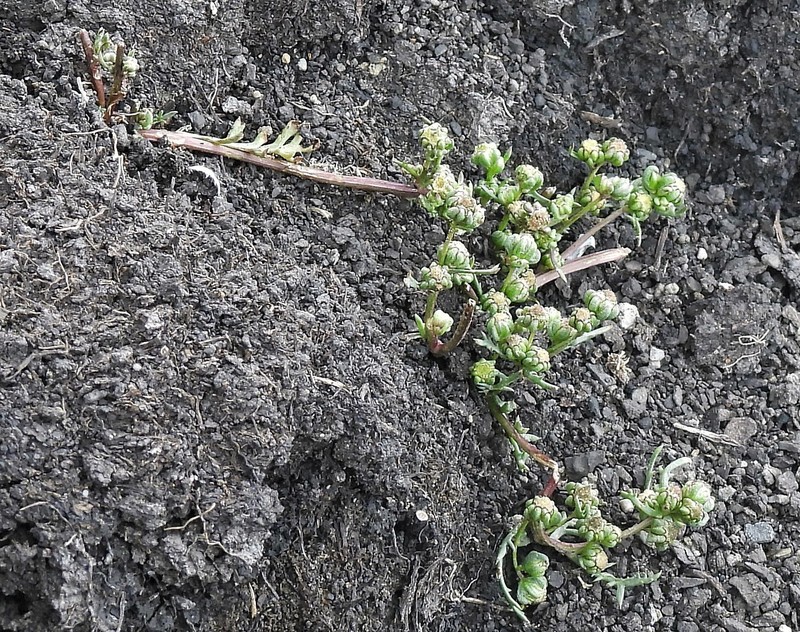 Artemisia magellanica photo 2