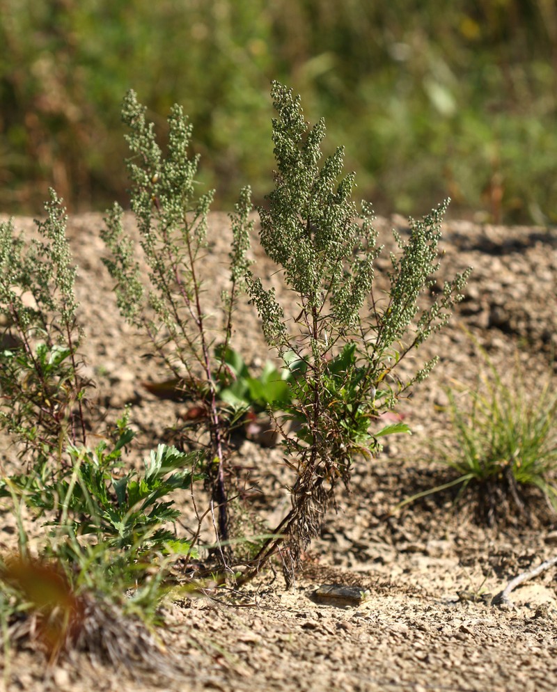 Artemisia manshurica photo 2