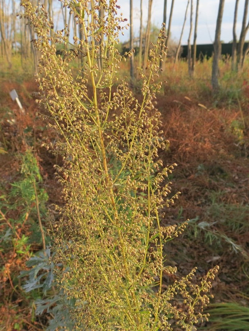 Artemisia manshurica photo 3
