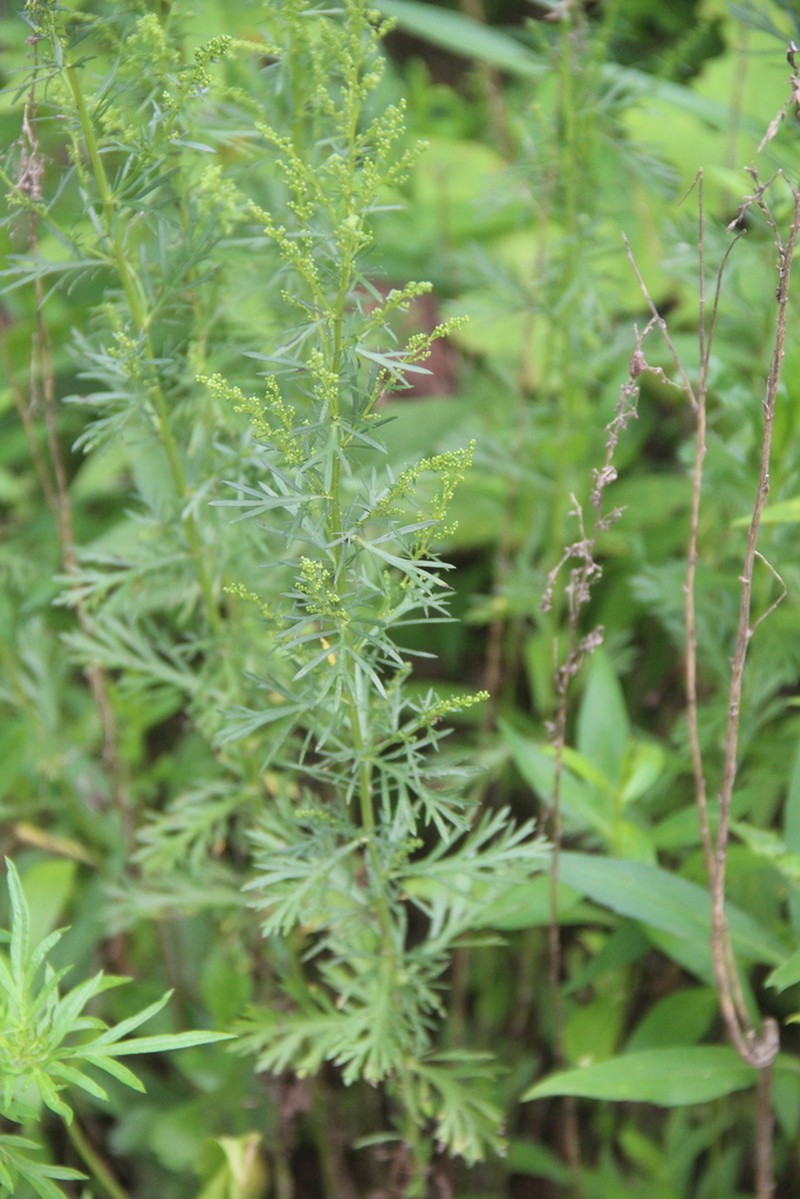 Artemisia manshurica photo 4