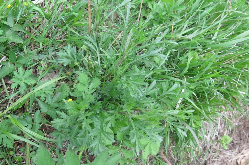 Artemisia manshurica photo 5