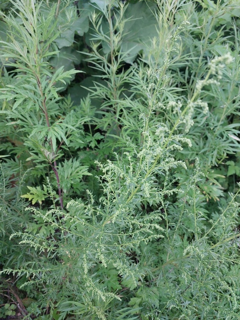 Artemisia manshurica photo 6