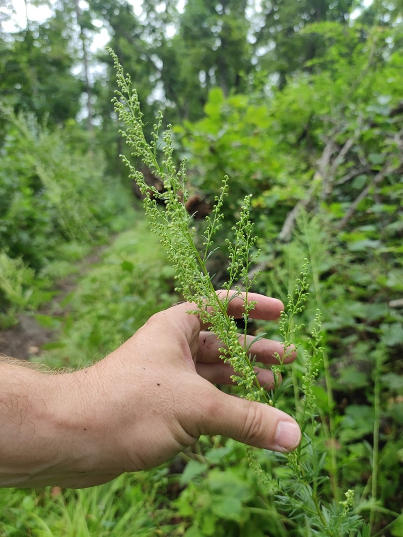 Artemisia manshurica photo 7