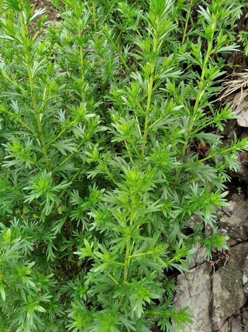 Artemisia manshurica photo 8