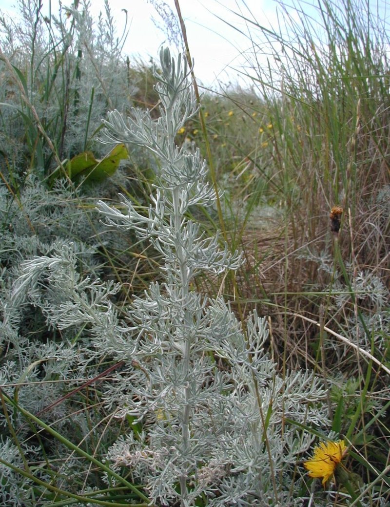 Sea Wormwood photo 2