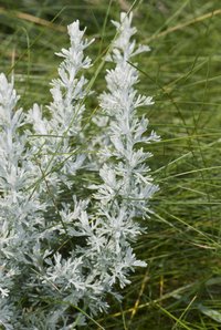 Sea Wormwood