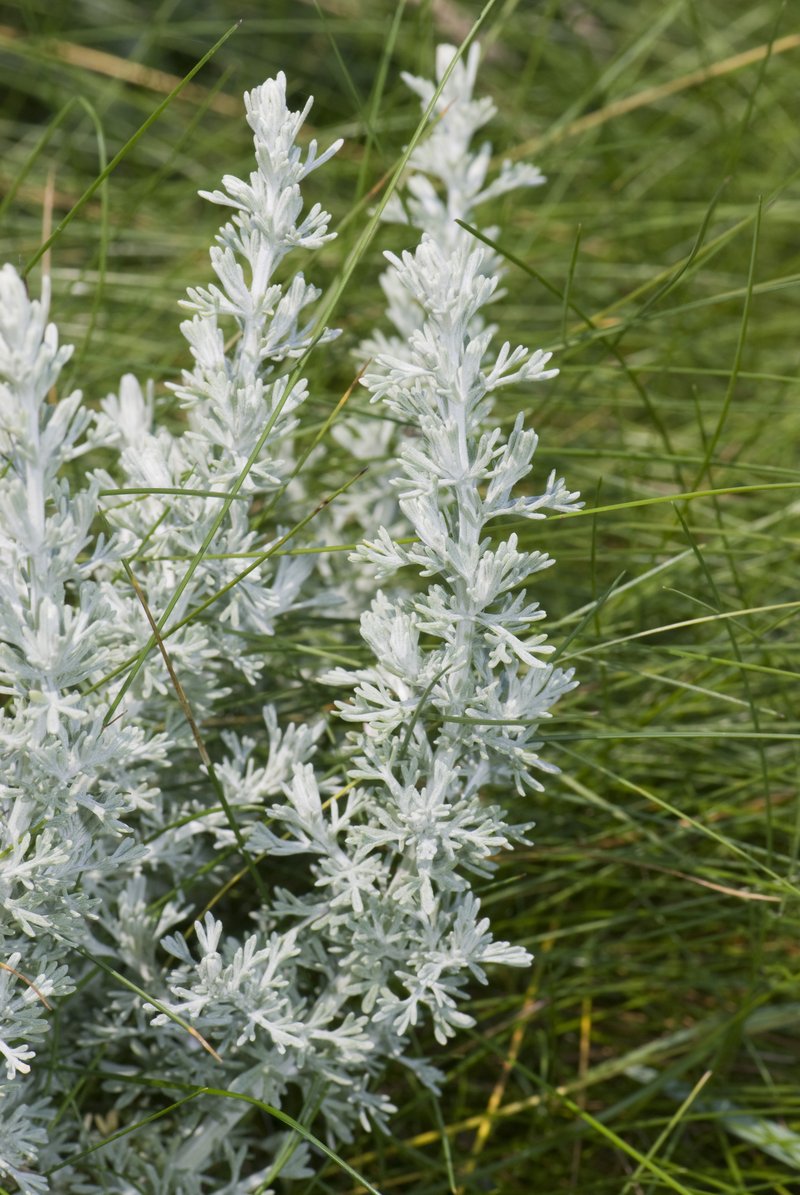 Sea Wormwood