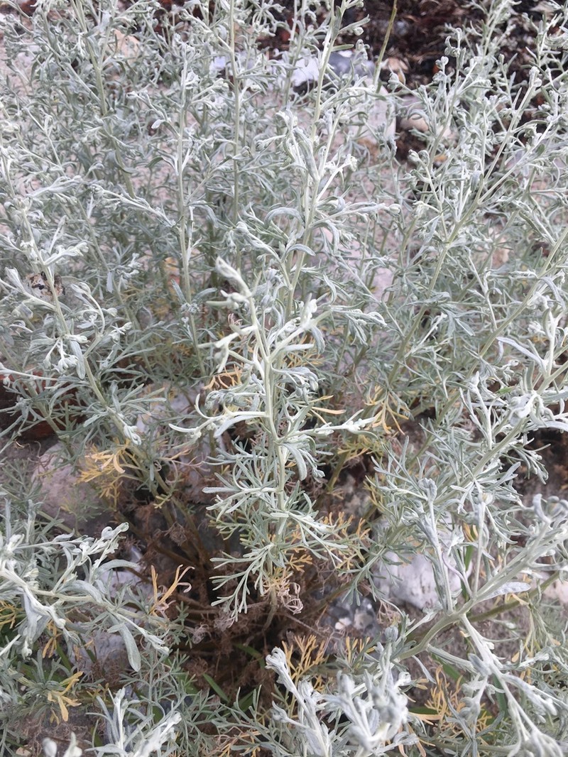 Sea Wormwood photo 3