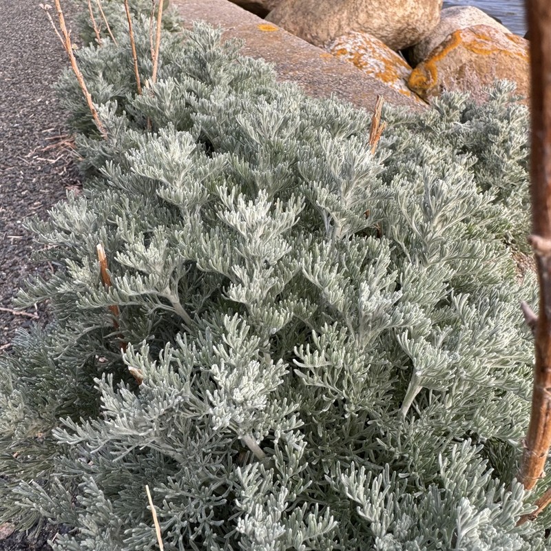 Sea Wormwood photo 4