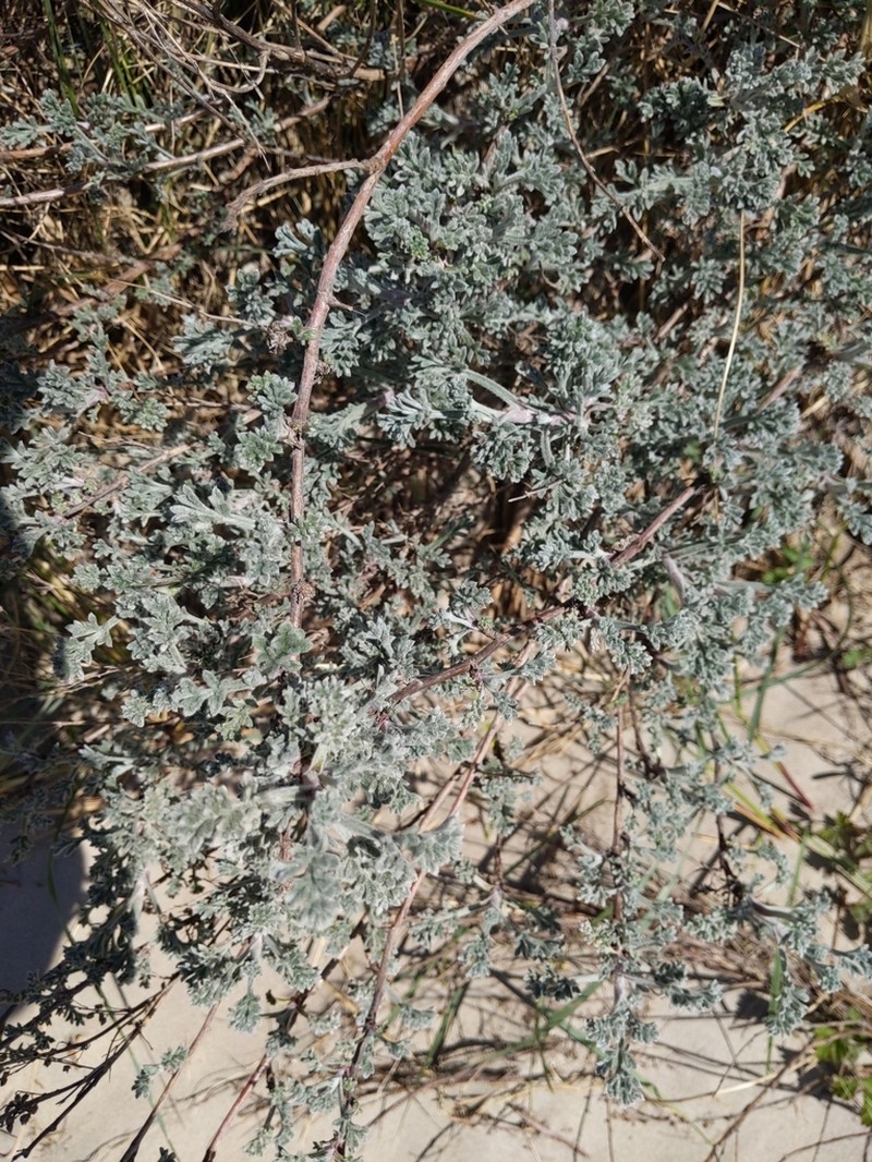 Sea Wormwood photo 5