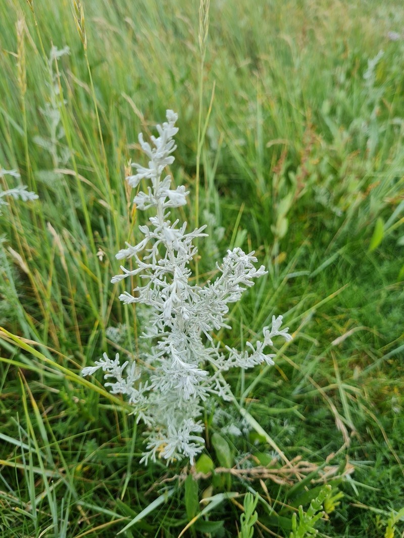 Sea Wormwood photo 6