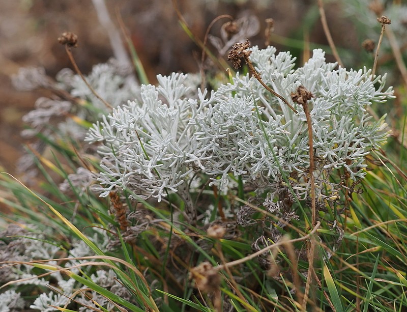 Sea Wormwood photo 7