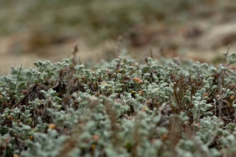 Artemisia maritima subsp. humifusa