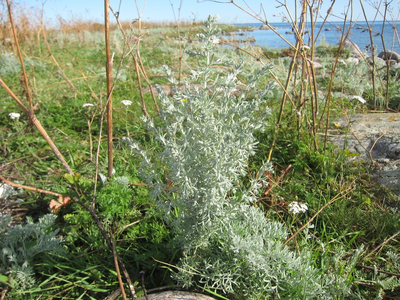 Artemisia maritima subsp. humifusa photo 2