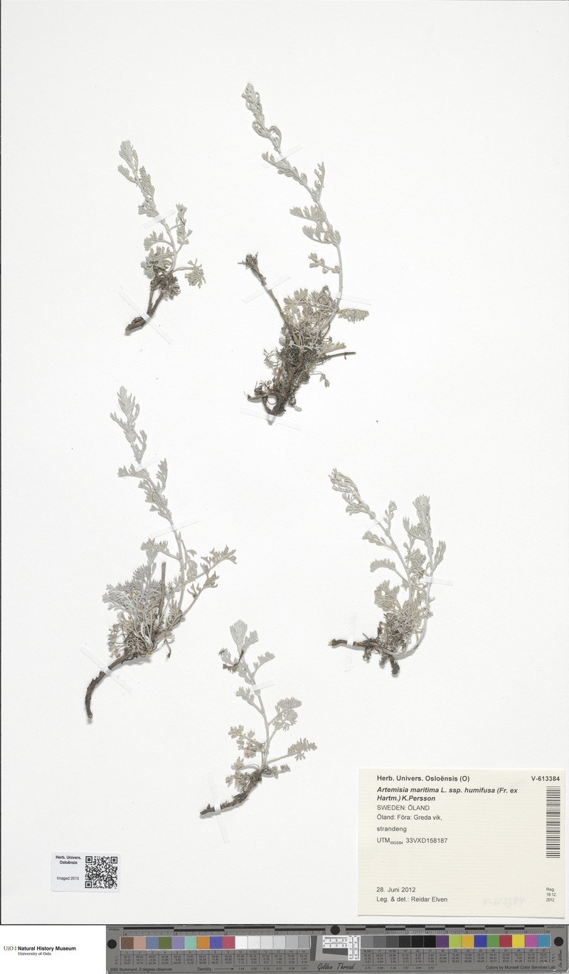 Artemisia maritima subsp. humifusa photo 3