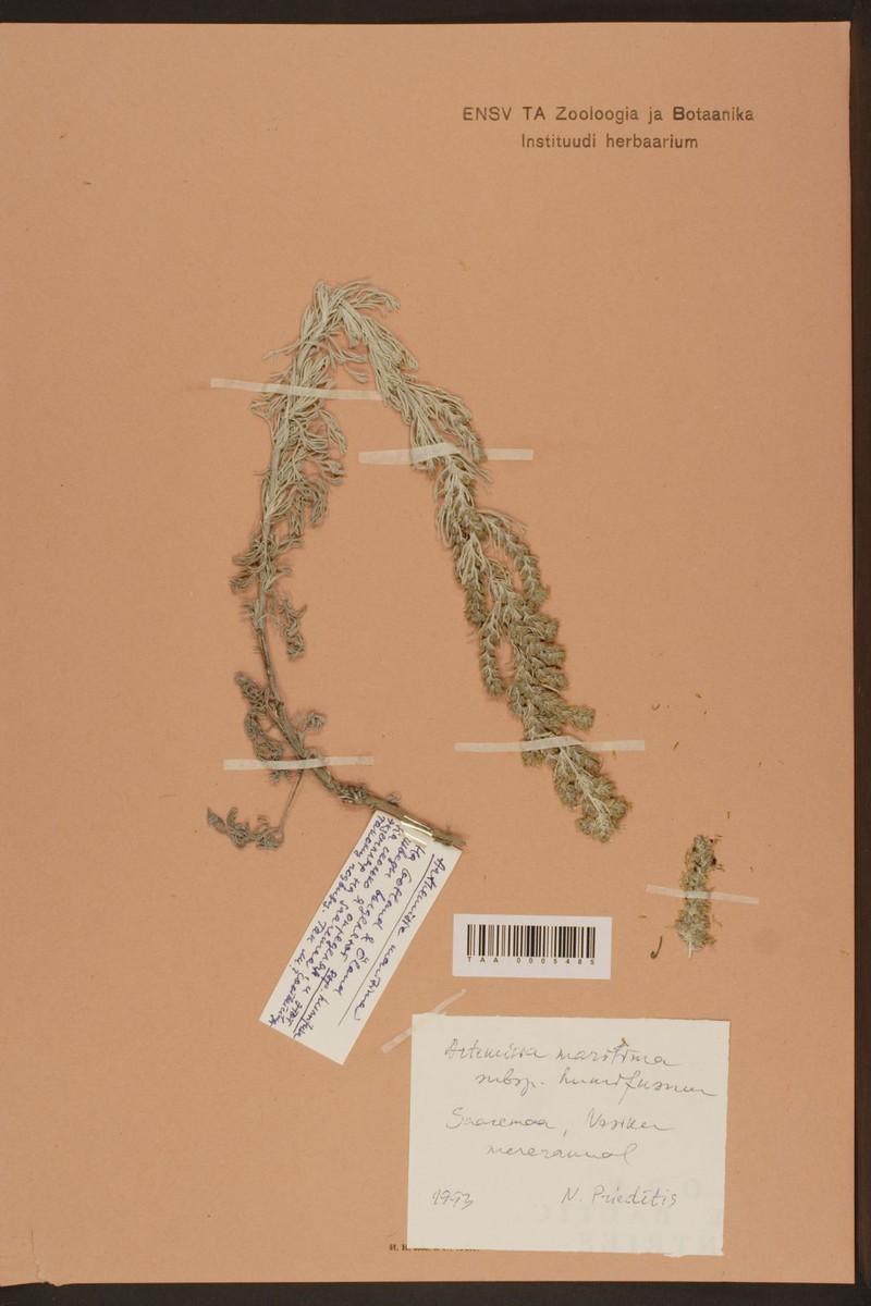 Artemisia maritima subsp. humifusa photo 4