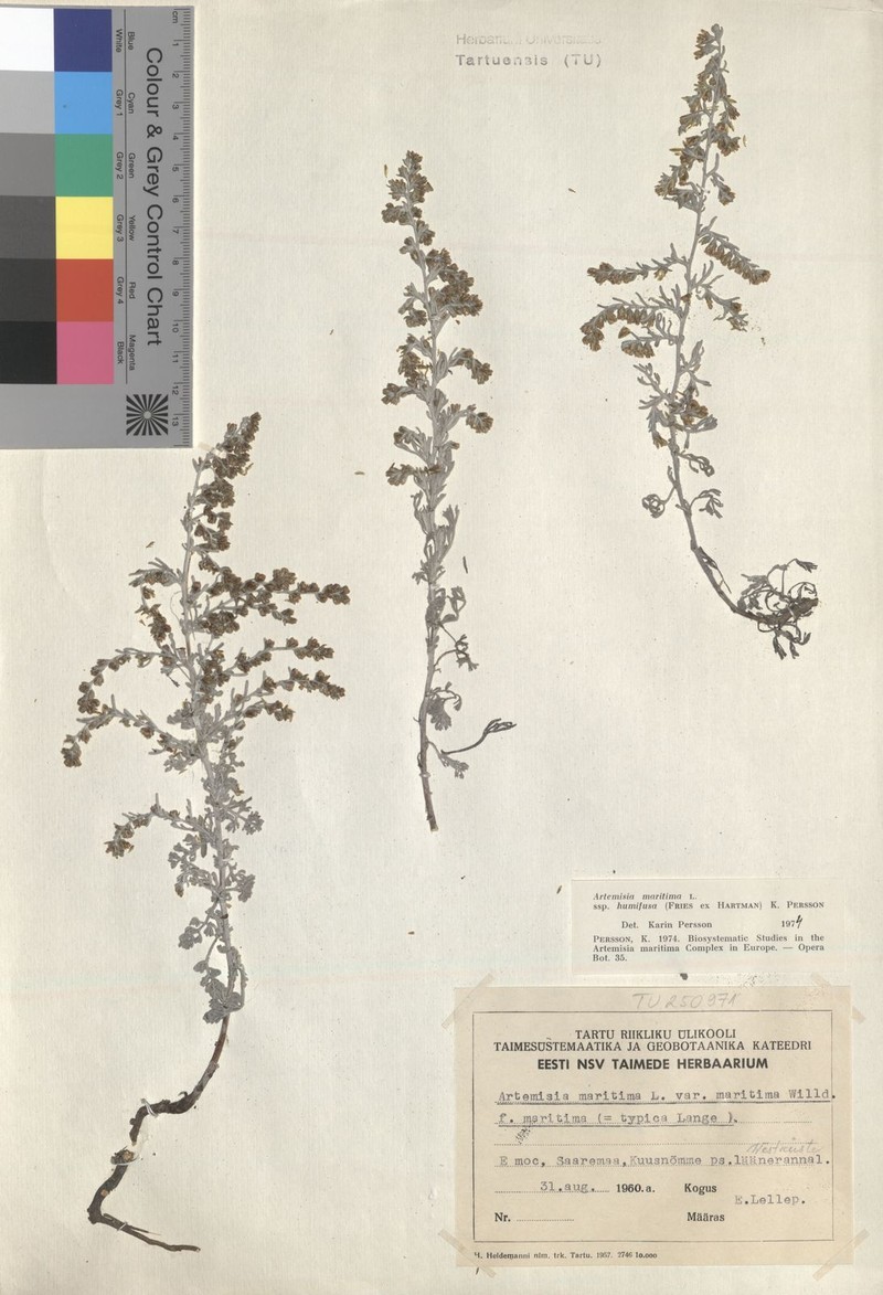Artemisia maritima subsp. humifusa photo 6